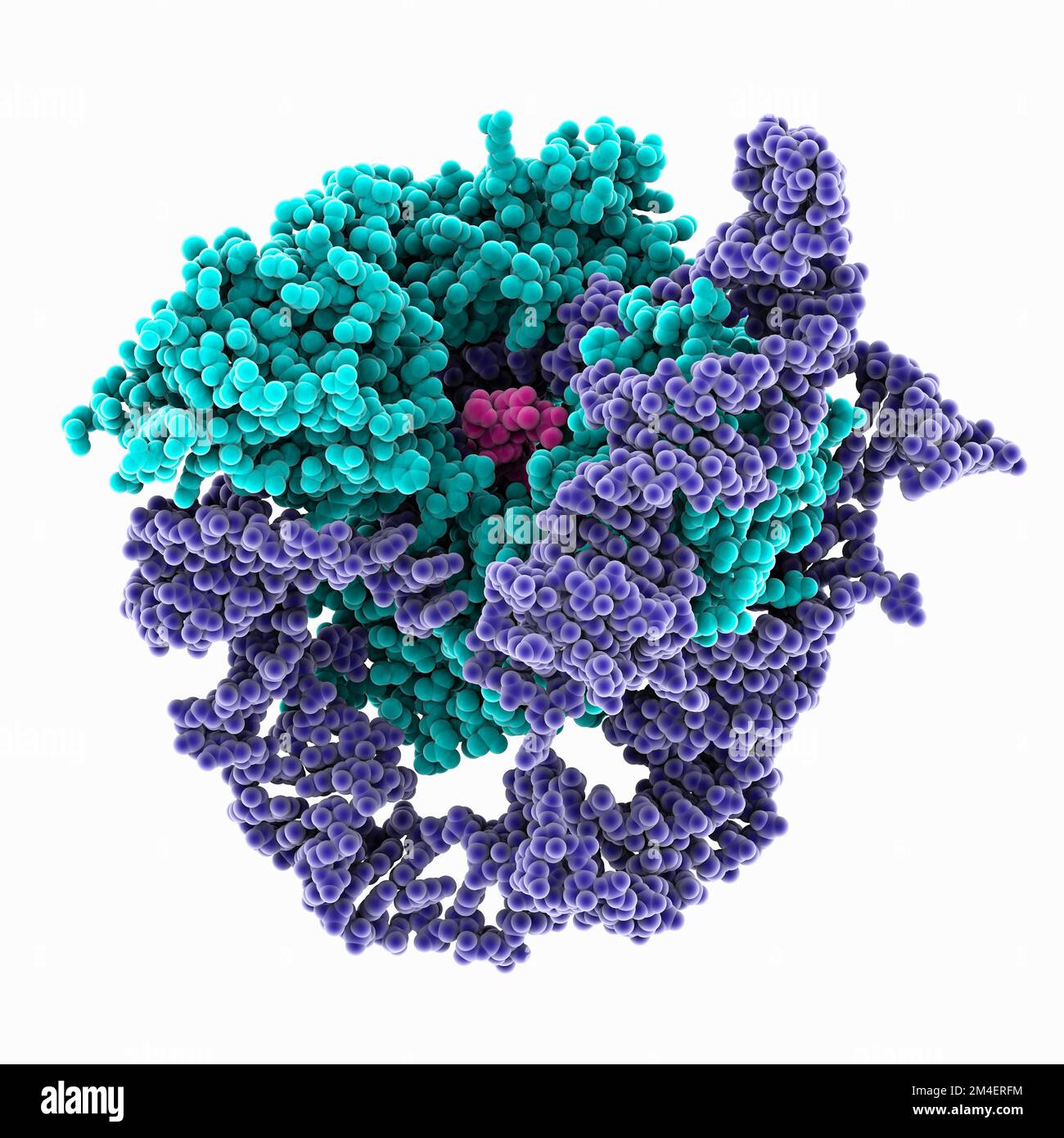 Human telomerase catalytic core, molecular model Stock Photo - Alamy