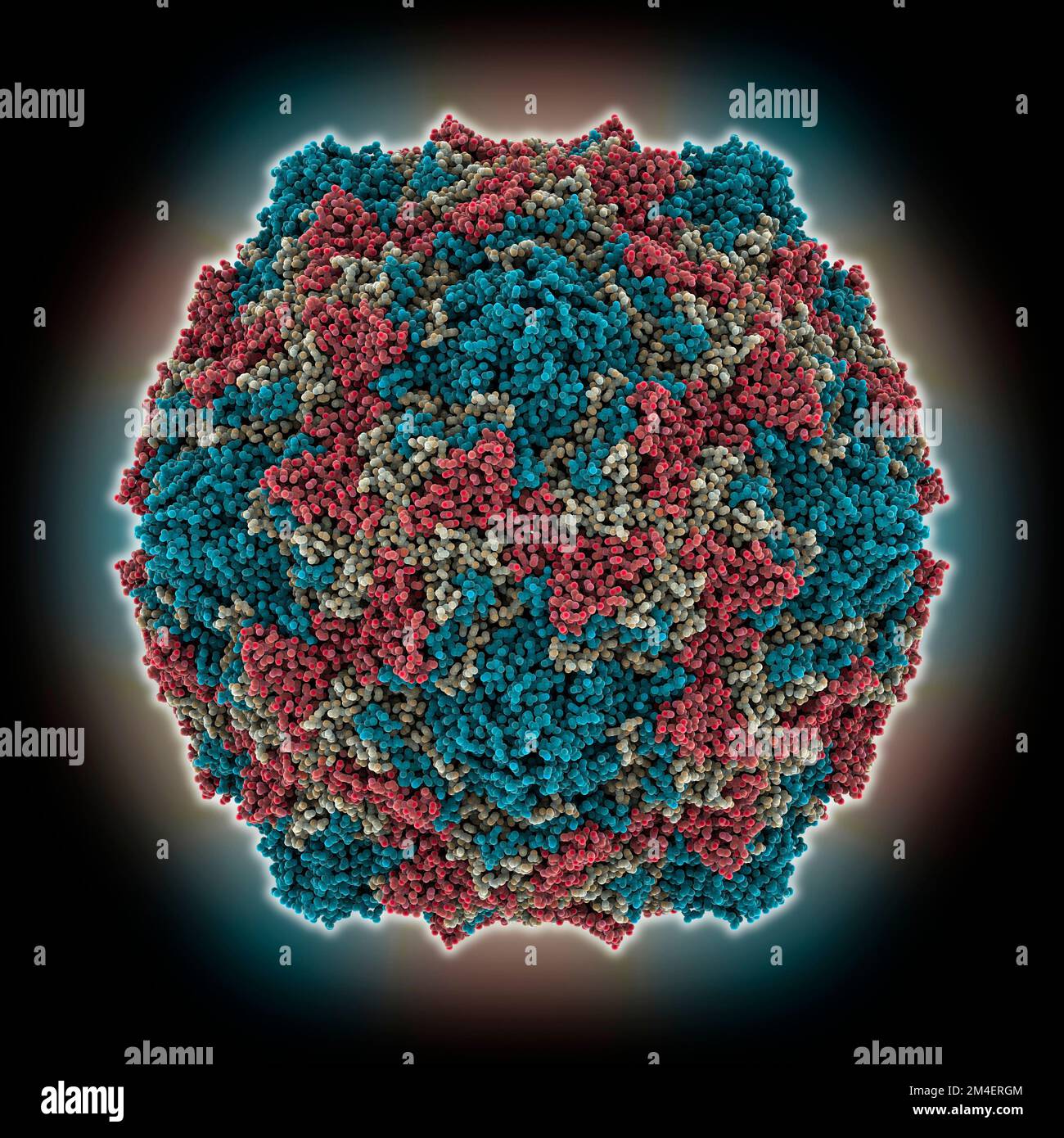 Cvb3 Coxsackievirus B3 capsid, molecular model Stock Photo - Alamy