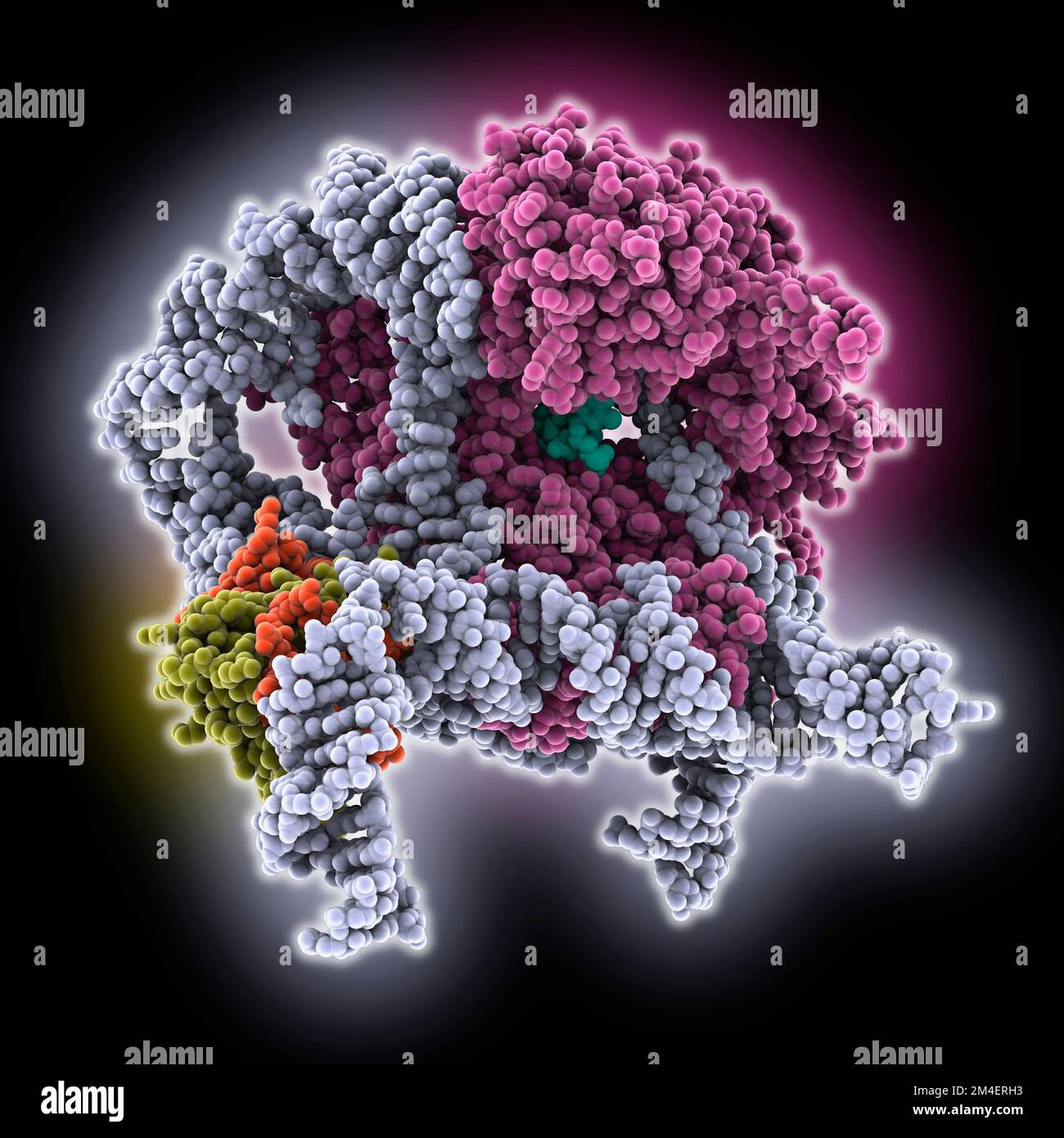 Core of human telomerase holoenzyme, molecular model Stock Photo - Alamy