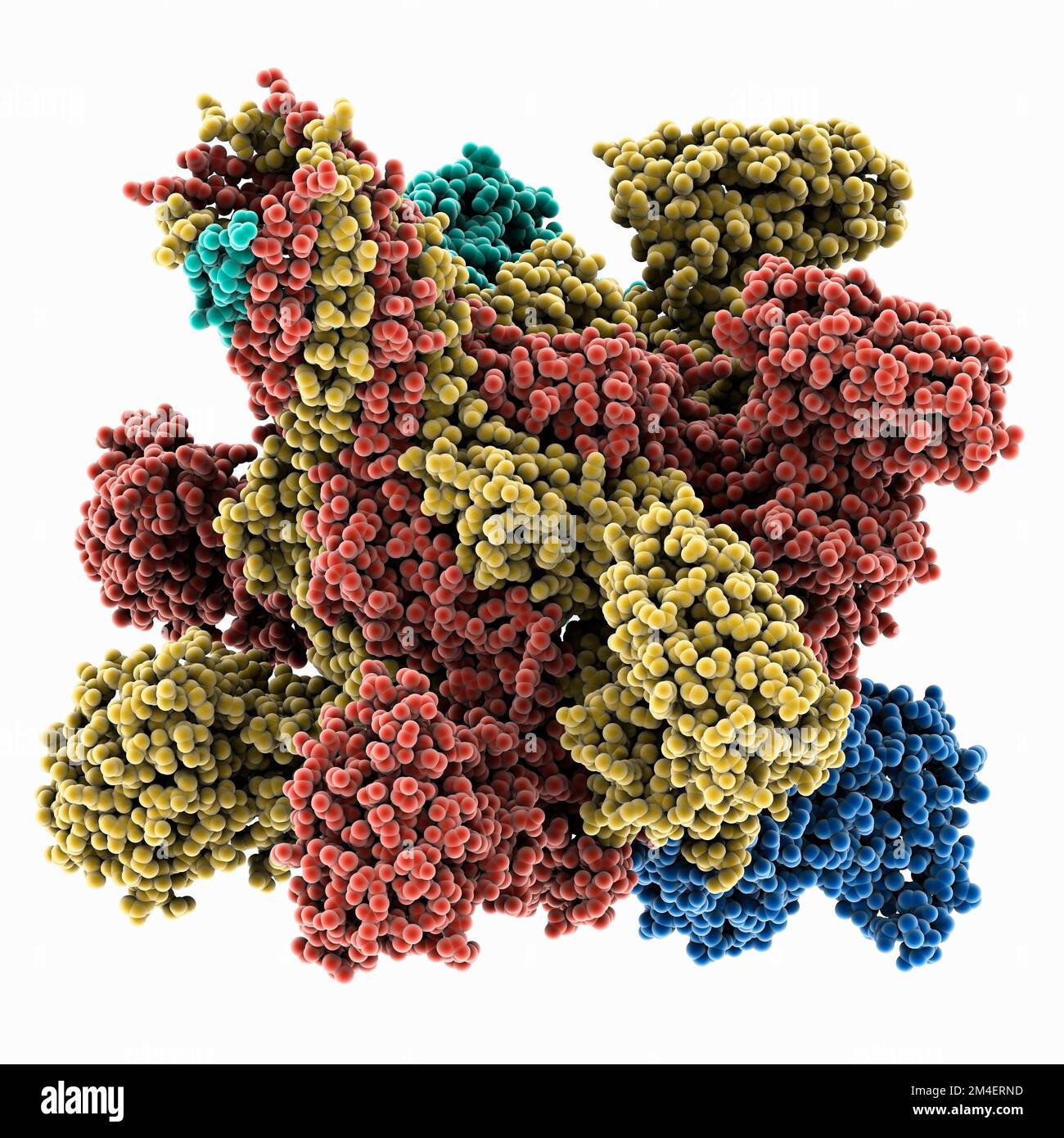 Clostridioides Difficile Binary Toxin Molecular Model Stock Photo Alamy Clostridioides difficile binary toxin molecular model stock photo alamy