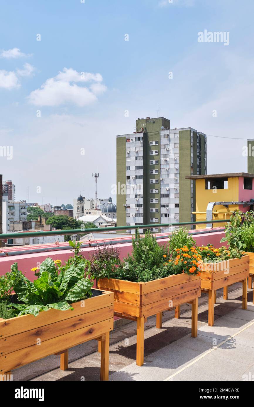 Urban community vegetable garden located on the rooftop of a building. Concepts of sustainable agriculture, ecology, and healthy living. Stock Photo