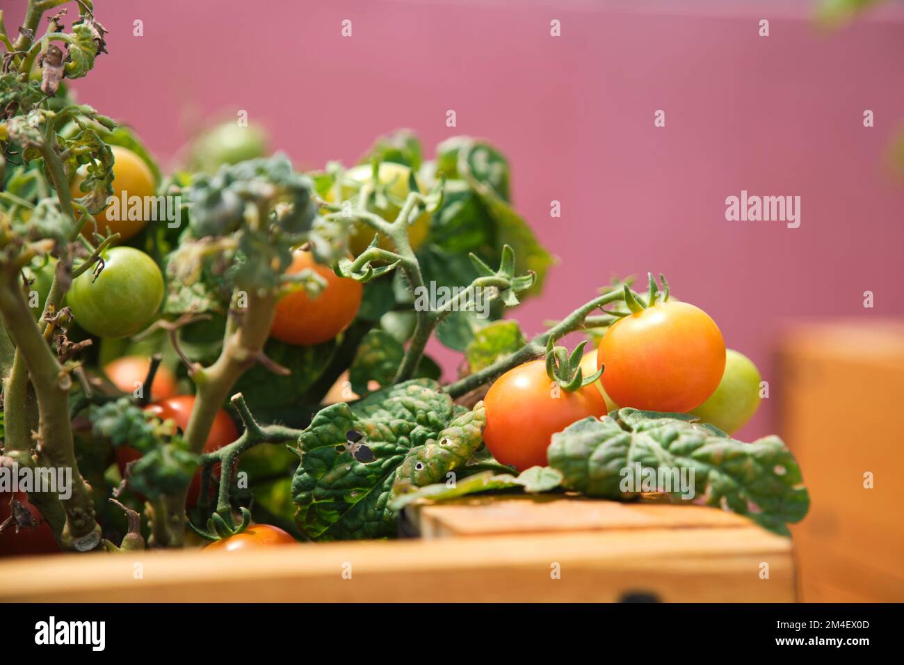 Tomatoes planted in a urban community garden located on the rooftop of a building. Concepts of sustainable agriculture, ecology and healthy living. Stock Photo