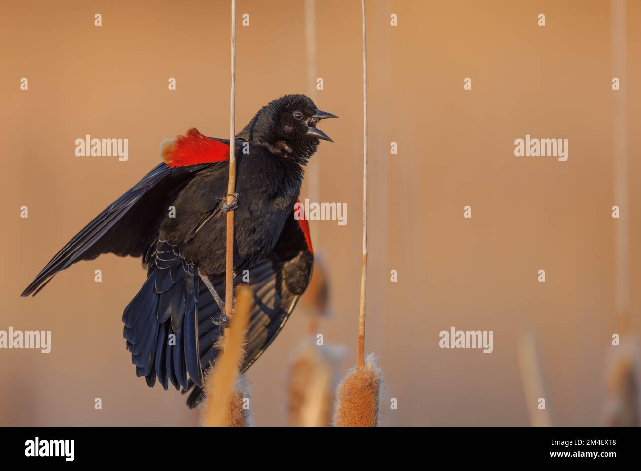 red-winged Blackbird, Bosque del Apache National Wildlife Refuge, New Mexico, USA. Stock Photo