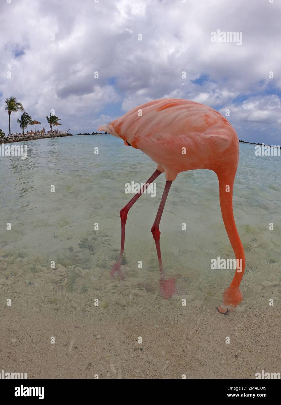 Flamingo on Flamingo Beach, Aruba Stock Photo - Alamy