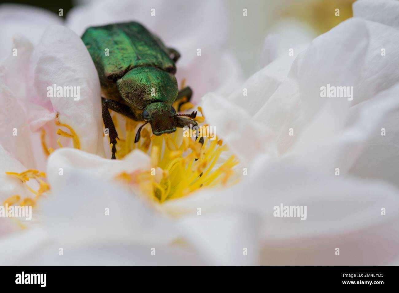 A closeup shot of a noble chafer (Gnorimus nobilis) on a white rose Stock Photo