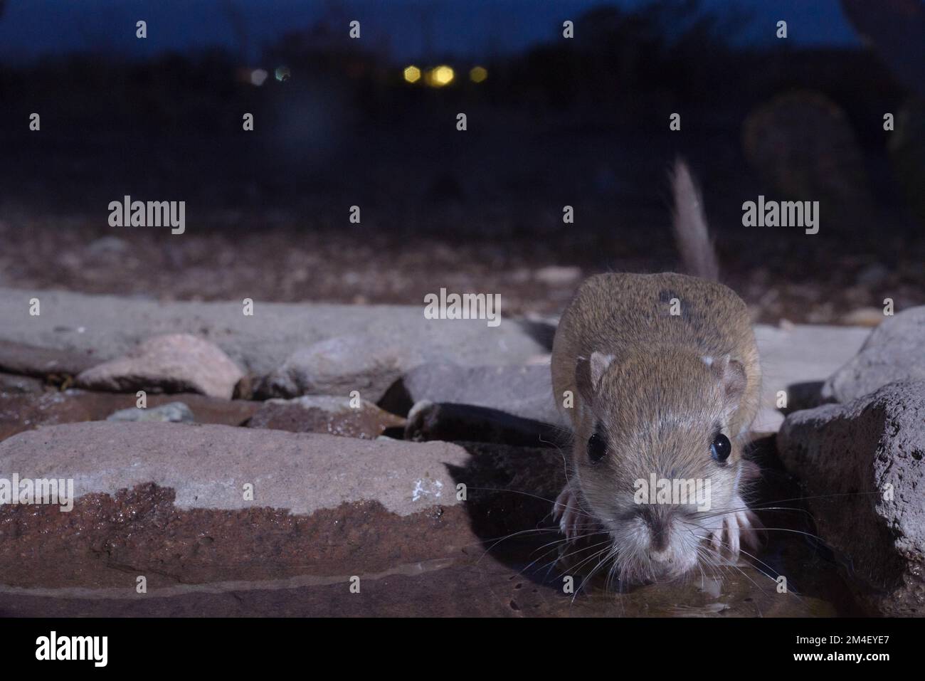 Merriams kangaroo rat dipodomys merriami hi-res stock photography and ...