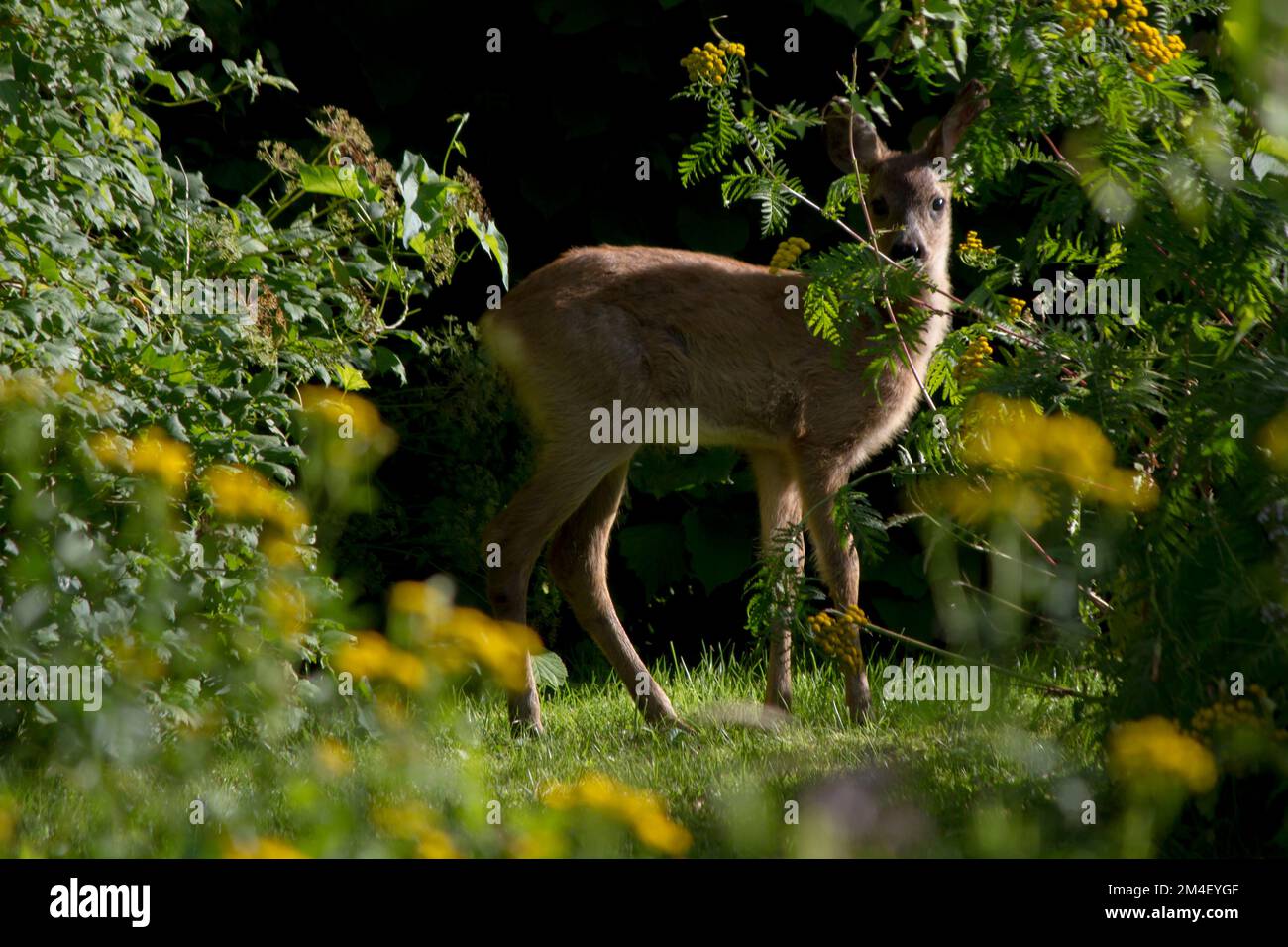 A beautiful view of fawn deer hiding in bushes Stock Photo