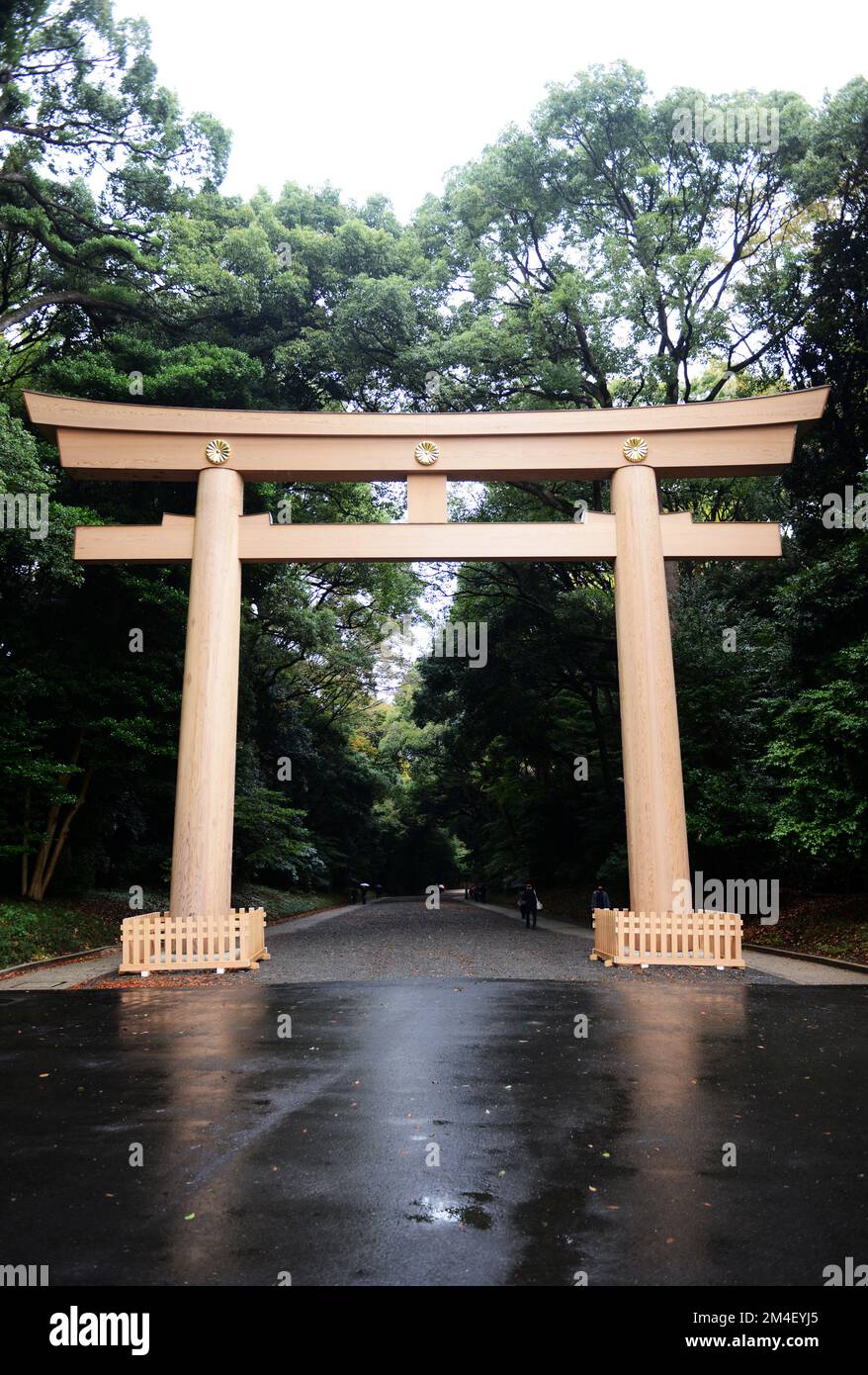 The giant Torii ( Shinto shrine gate ) made out of Cypress wood at the Meiji Shrine in Tokyo, Japan. Stock Photo