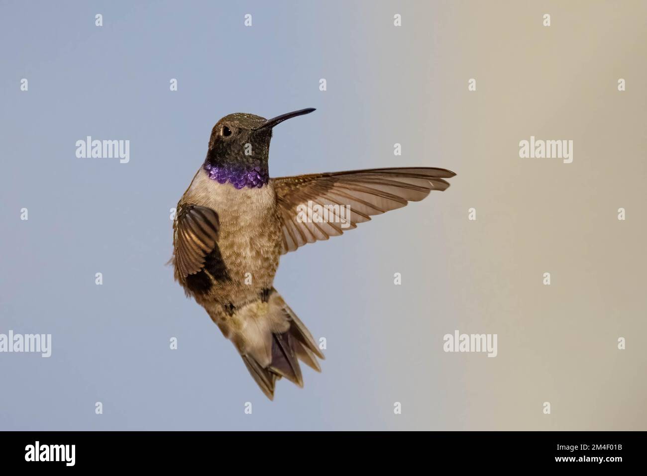 Black-chinned hummingbird, Socorro county, New Mexico, USA. Stock Photo
