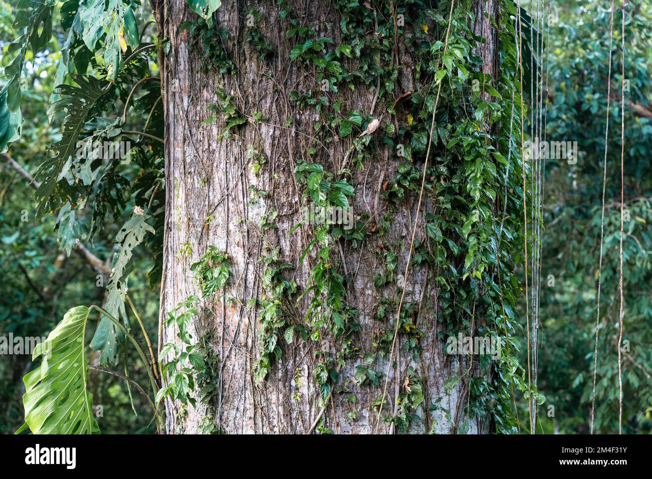 Kapok tree (Ceiba Pentandra) trunk, Amazon Rainforest, Yasuni national park, Ecuador. Stock Photo