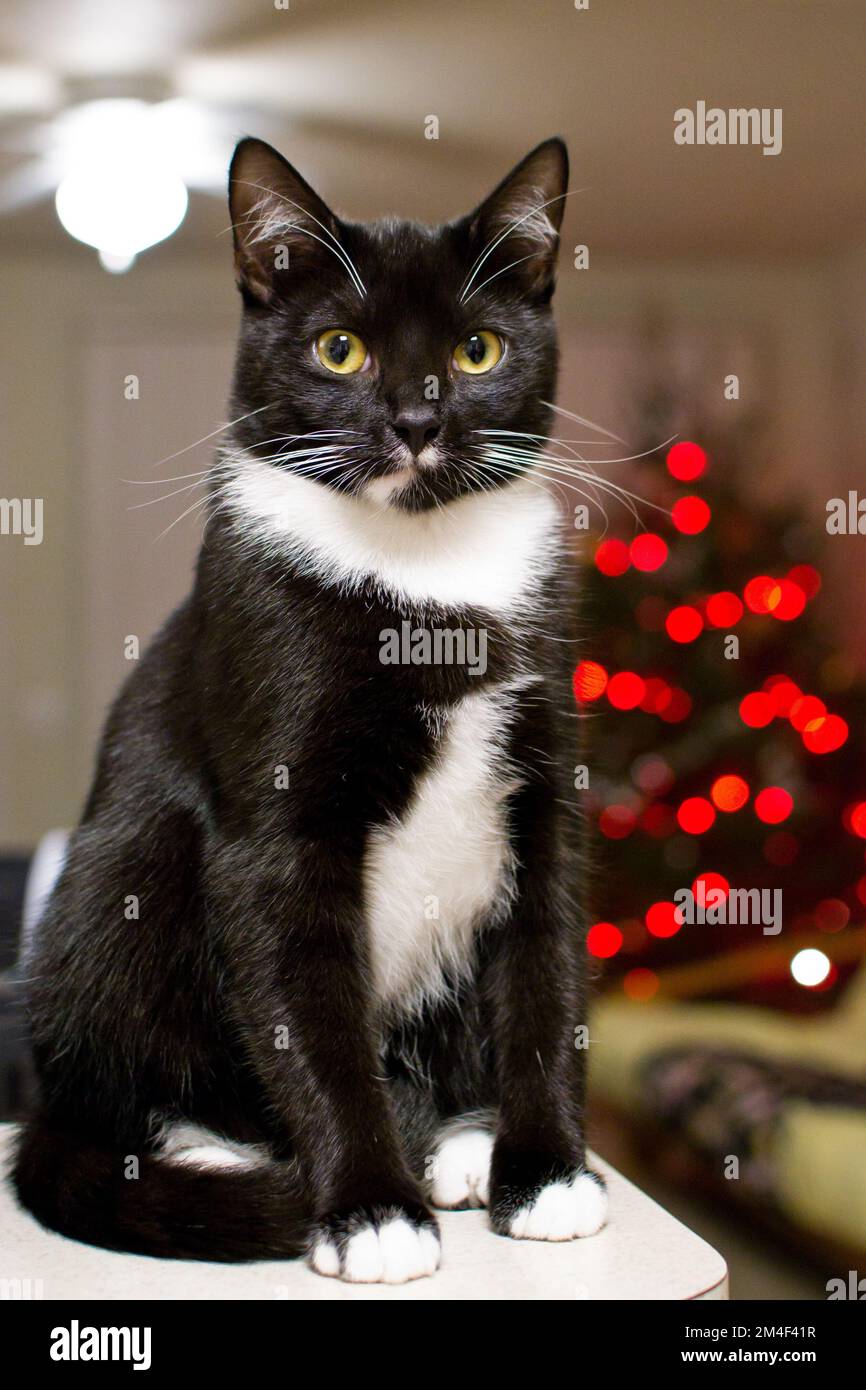 Black cat in christmas tree hires stock photography and images Alamy