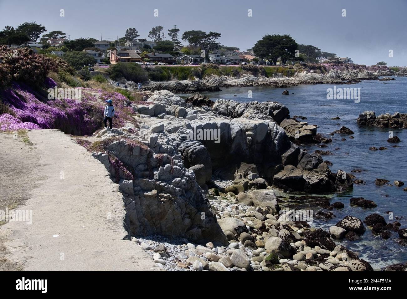 Pink podiatrist blooms by the sea in Pacific Grove, California Stock Photo