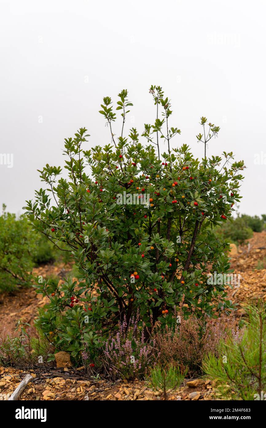 Arbutus berry on strawberry tree Stock Photo