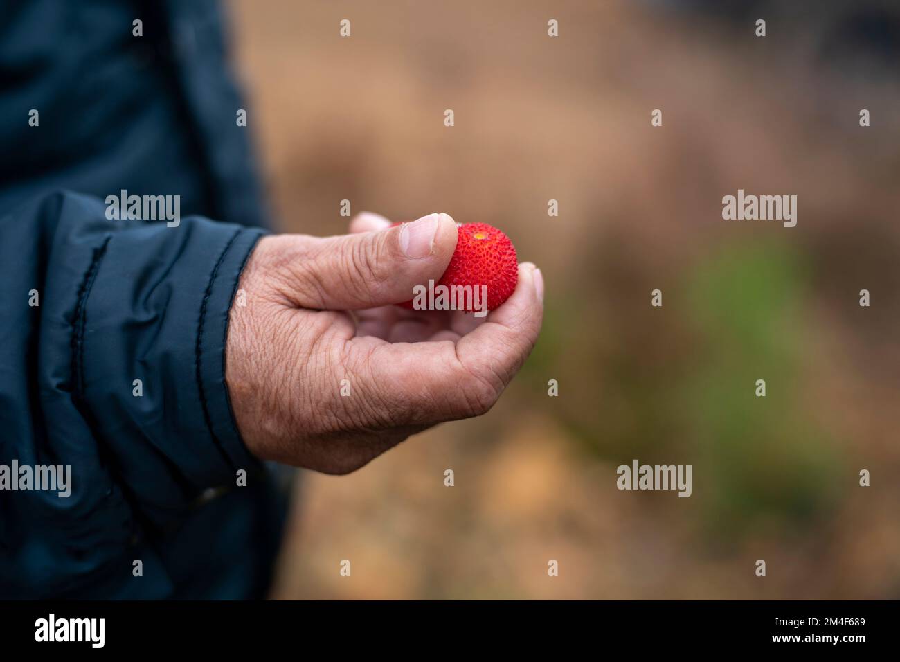 Man holding arbutus berries Stock Photo