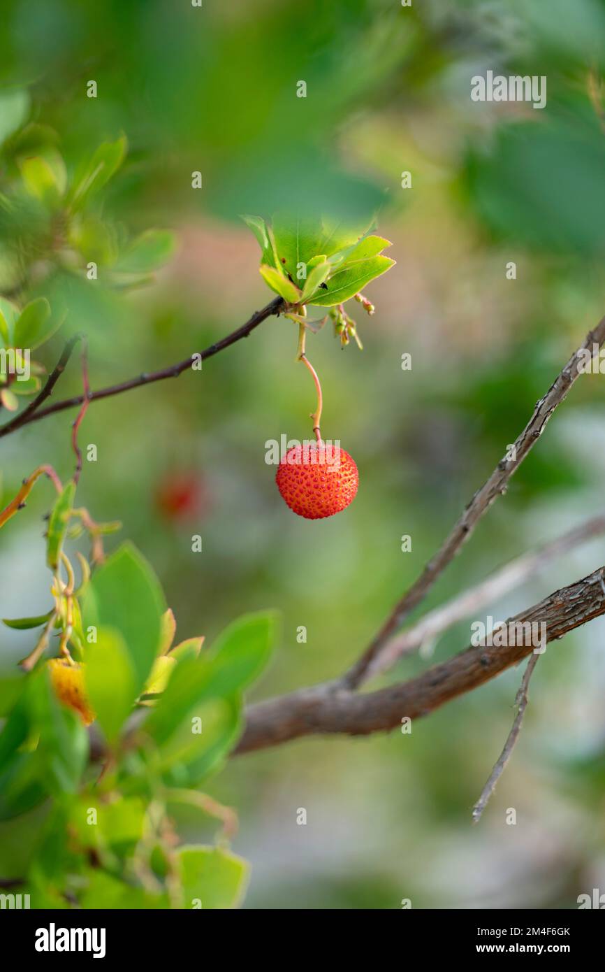 Isolated arbutus berry on strawberry tree Stock Photo