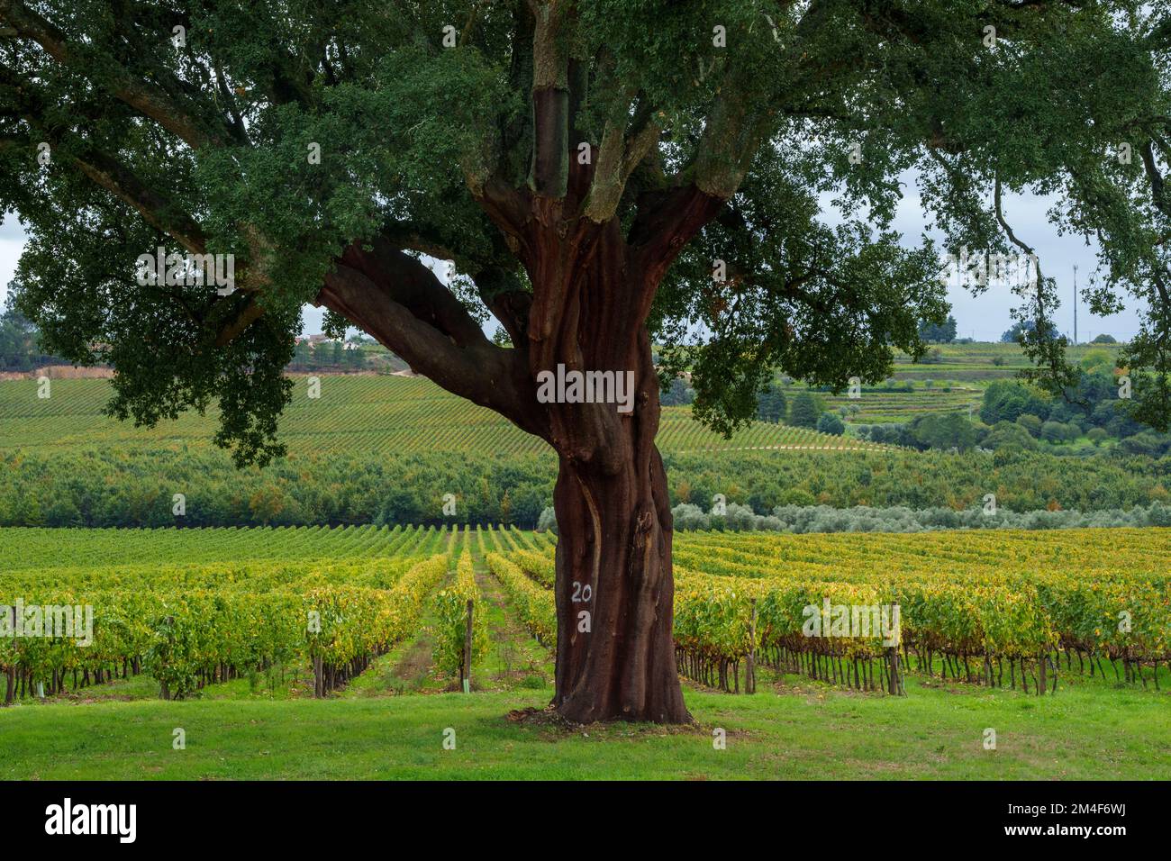 Large cork oak tree in front of a vineyard Stock Photo Alamy