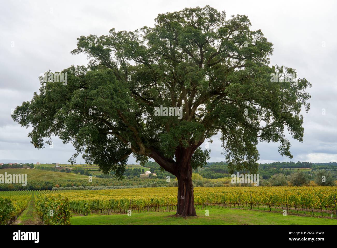 Large cork oak tree in front of a vineyard Stock Photo Alamy