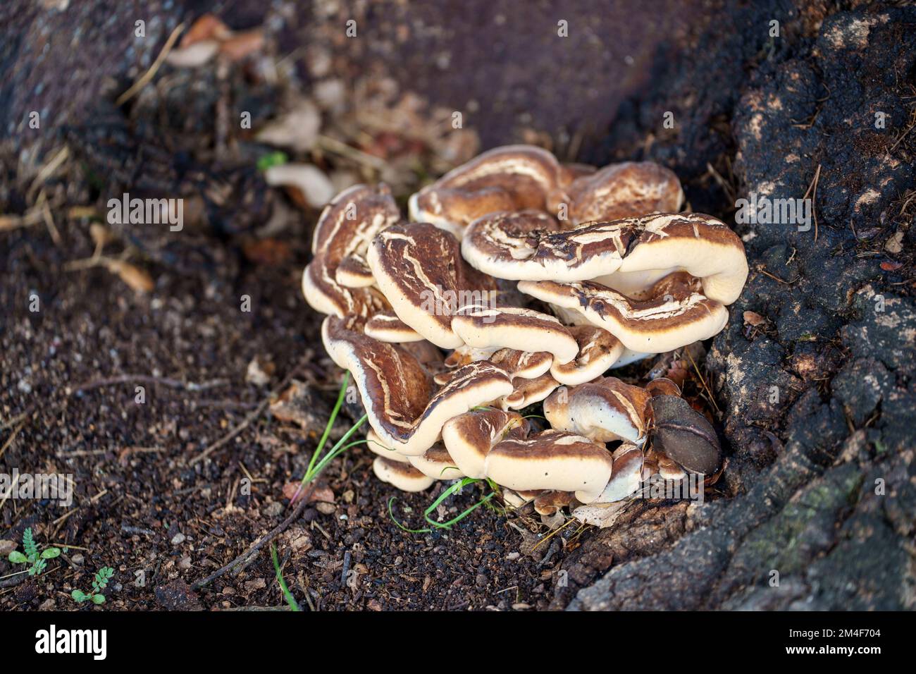 Wild mushrooms growing on a tree trunk Stock Photo Alamy