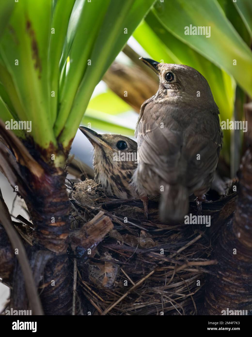 Song thrush (Turdus philomelos) parents incubate their eggs in the nest. Vertical format. Stock Photo