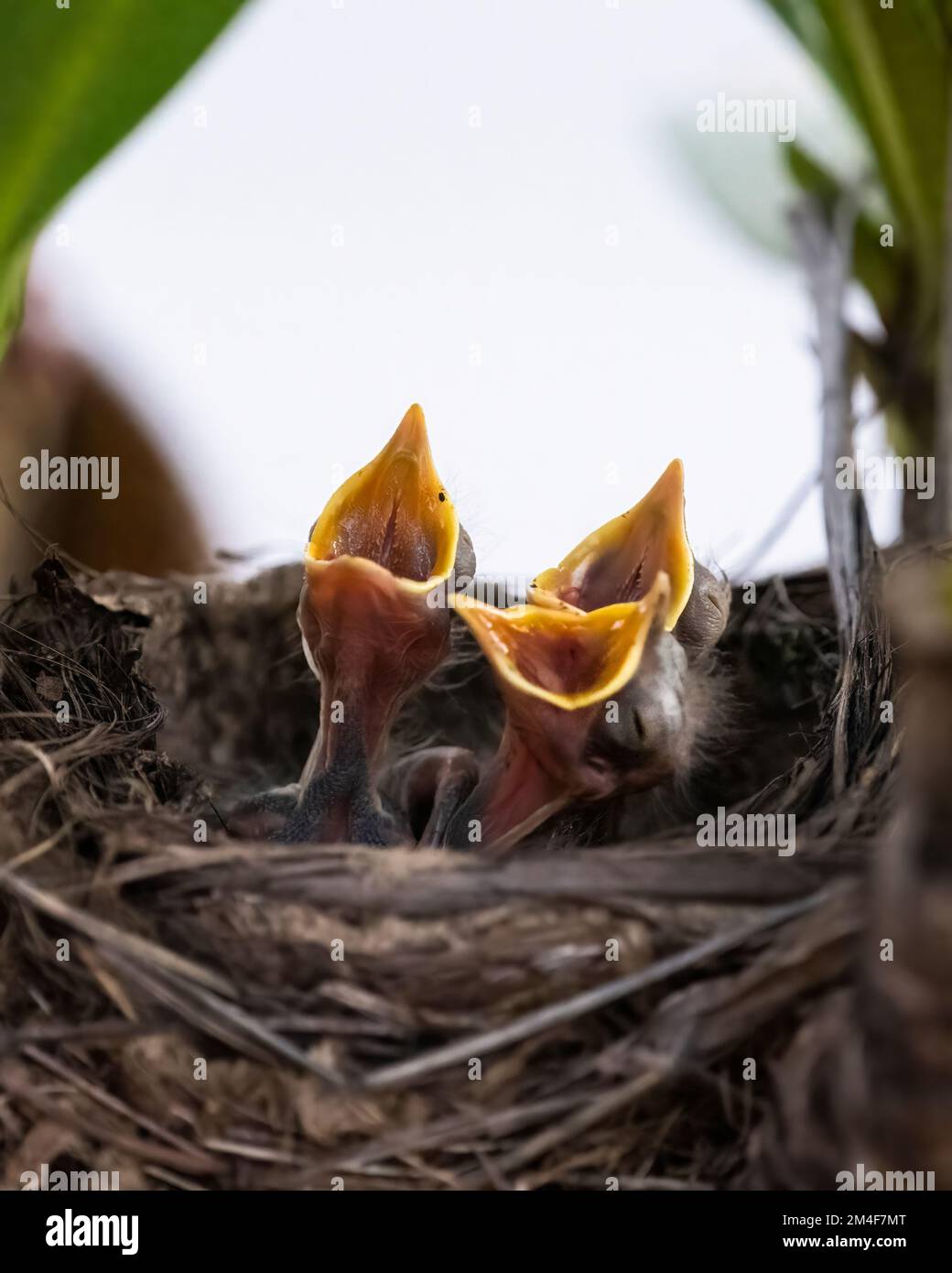 Three hungry baby Song thrushes (Turdus philomelos) open mouse widely and cry for mother to feed them. Vertical format. Stock Photo