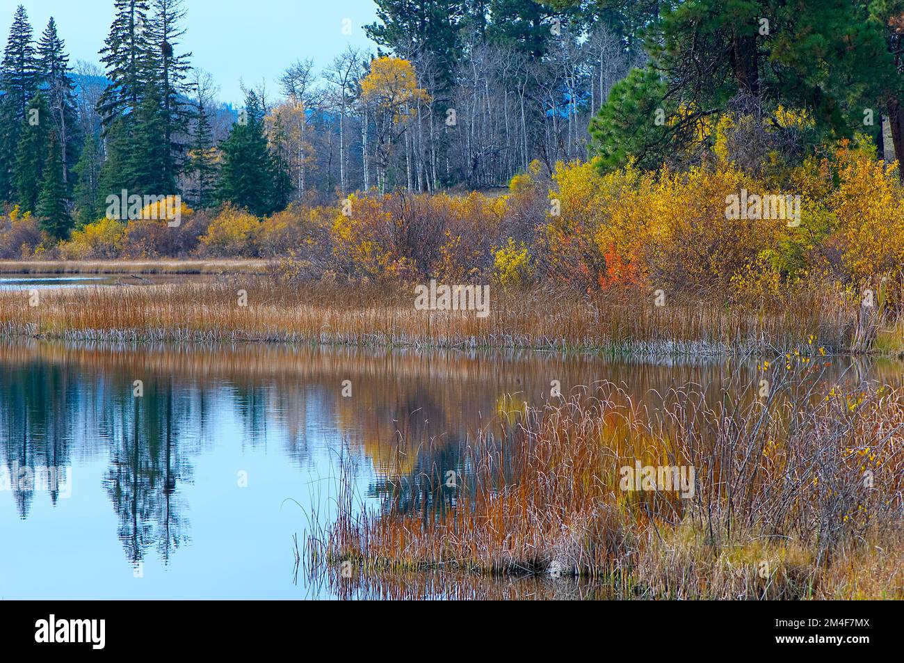 Scenic view with marsh reeds and autumn colours.  British Columbia, Canada. Stock Photo