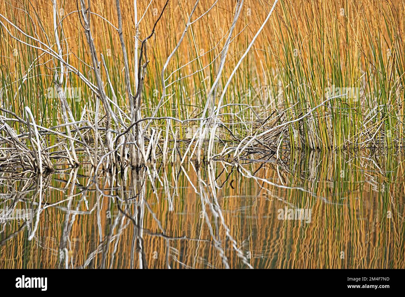 Reeds and water abstract - Merritt region, B. C., Canada. Stock Photo