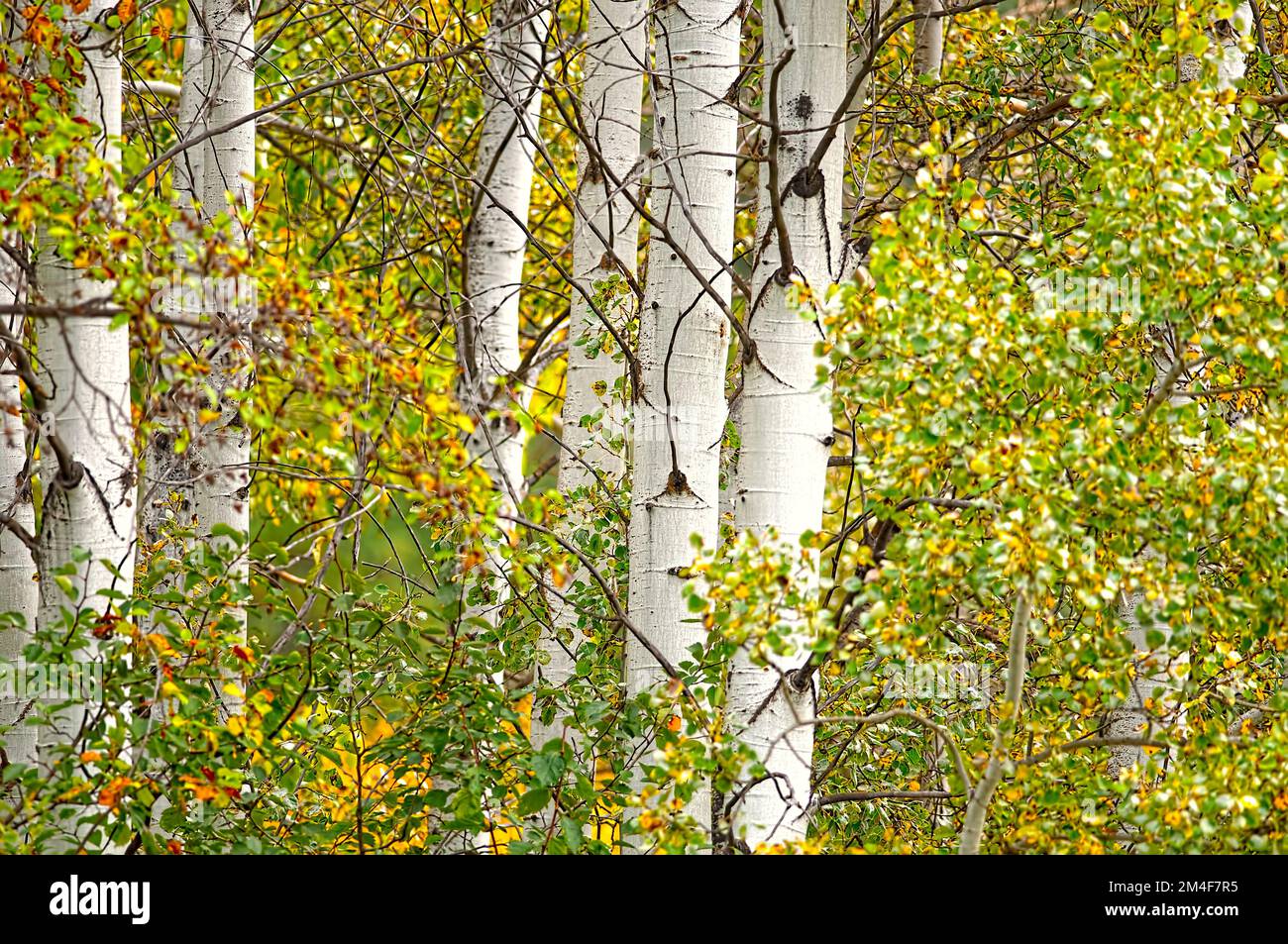 Quaking Aspen trees in the fall (Populus tremuloides) - Merritt region, British Columbia, Canada. Stock Photo