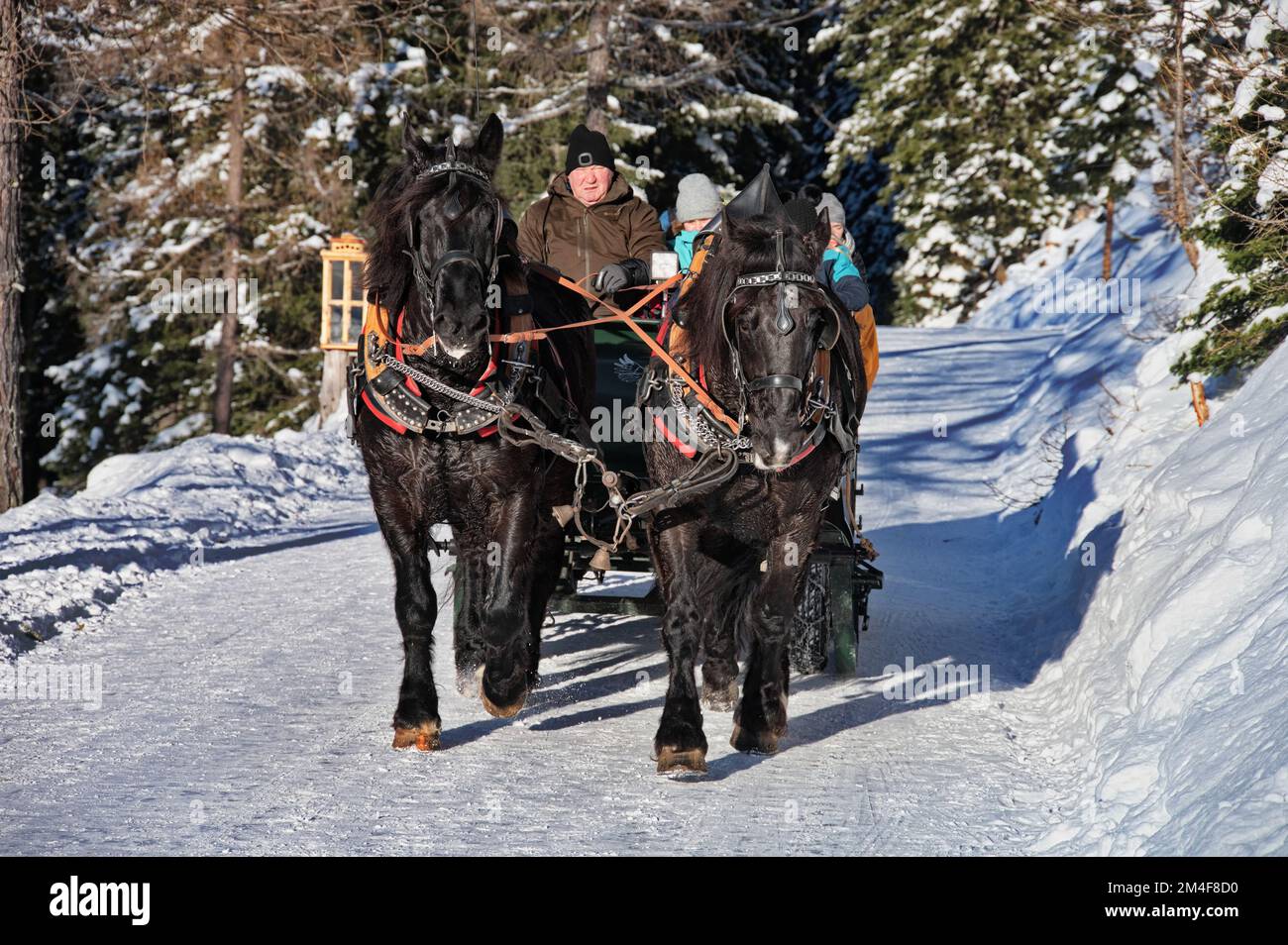 Horses pulled sledge through the forest, Austria Stock Photo
