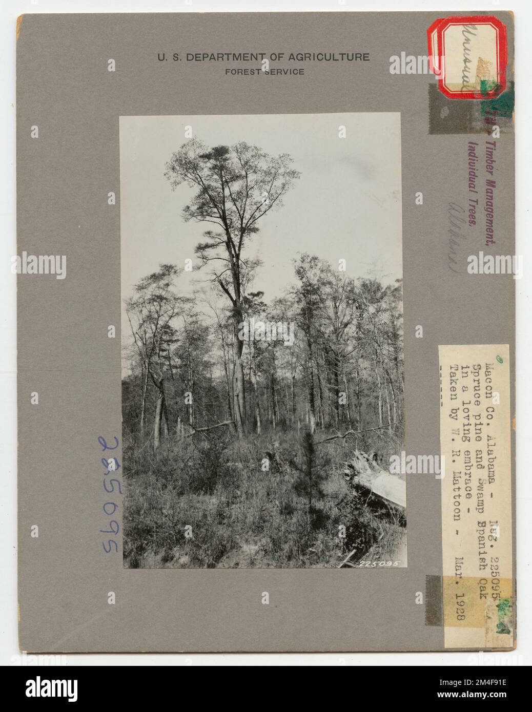 Forest Past Unusual Trees - All States. Photographs Relating to National Forests ...