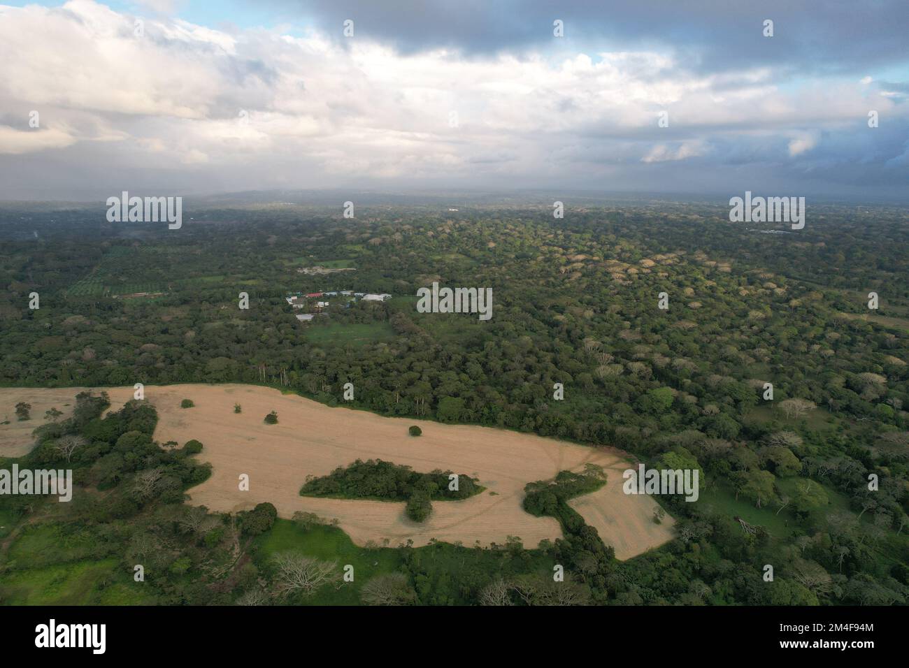 Cultivated land on green junle nature aerial drone view Stock Photo