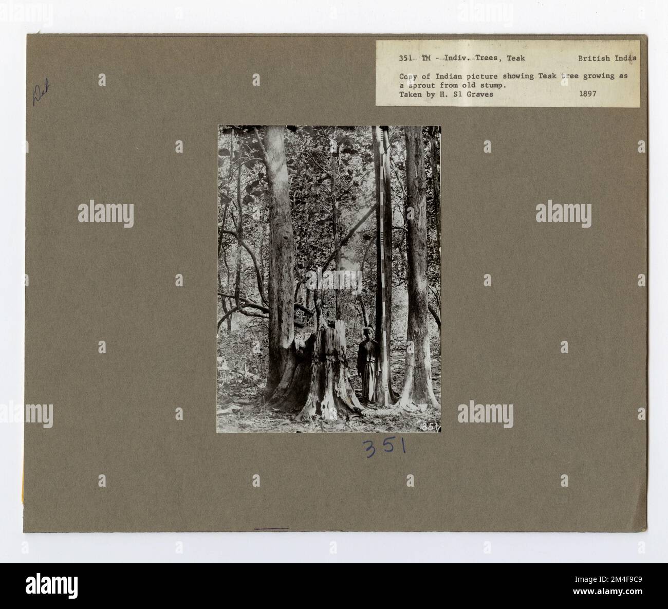 Tree Identification Teak. Photographs Relating to National Forests, Resource Management