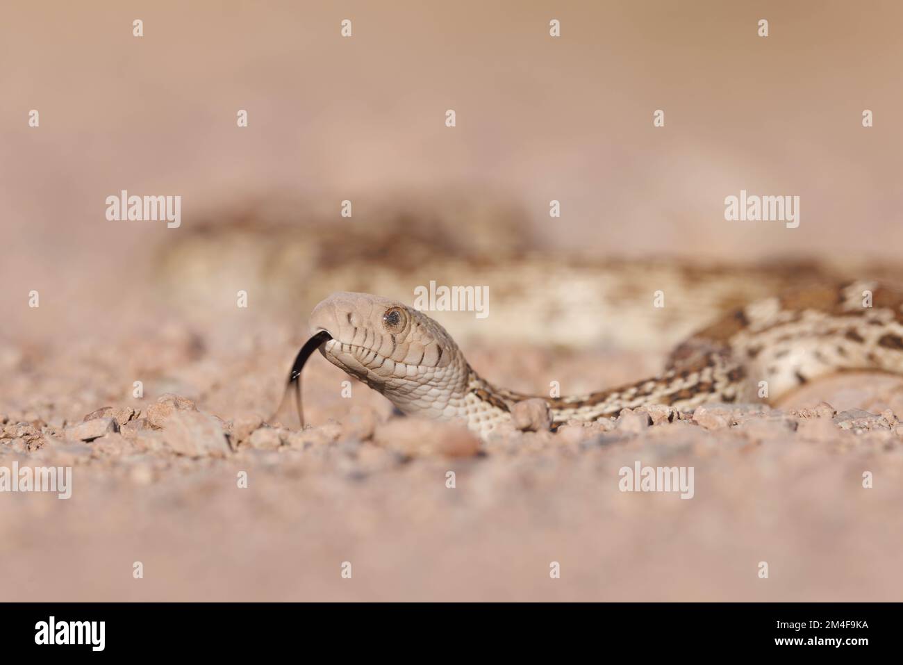 Sonoran Gopher Snake, (Pituophis catenifer affinis), Quebradas Backcountry Byway, New Mexico, USA. Stock Photo