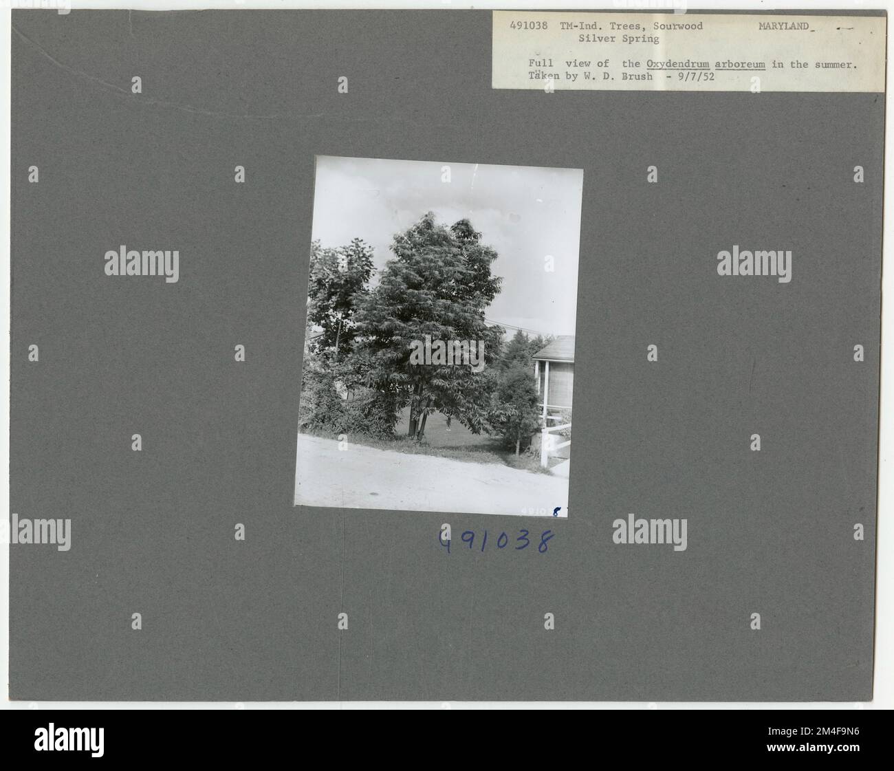 Tree Identification - Sourwood. Photographs Relating to National Forests, Resource Management Practices, Personnel, and Cultural and Economic History Stock Photo
