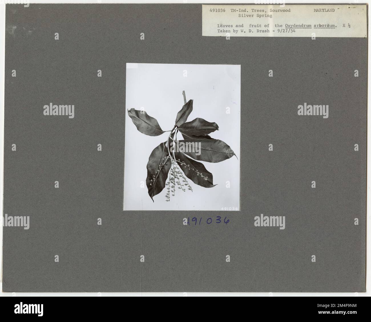 Tree Identification - Sourwood. Photographs Relating to National Forests, Resource Management Practices, Personnel, and Cultural and Economic History Stock Photo