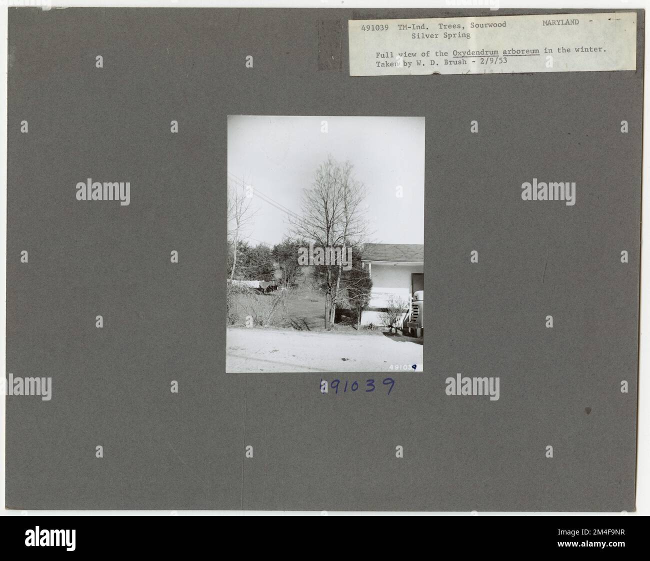 Tree Identification - Sourwood. Photographs Relating to National Forests, Resource Management Practices, Personnel, and Cultural and Economic History Stock Photo