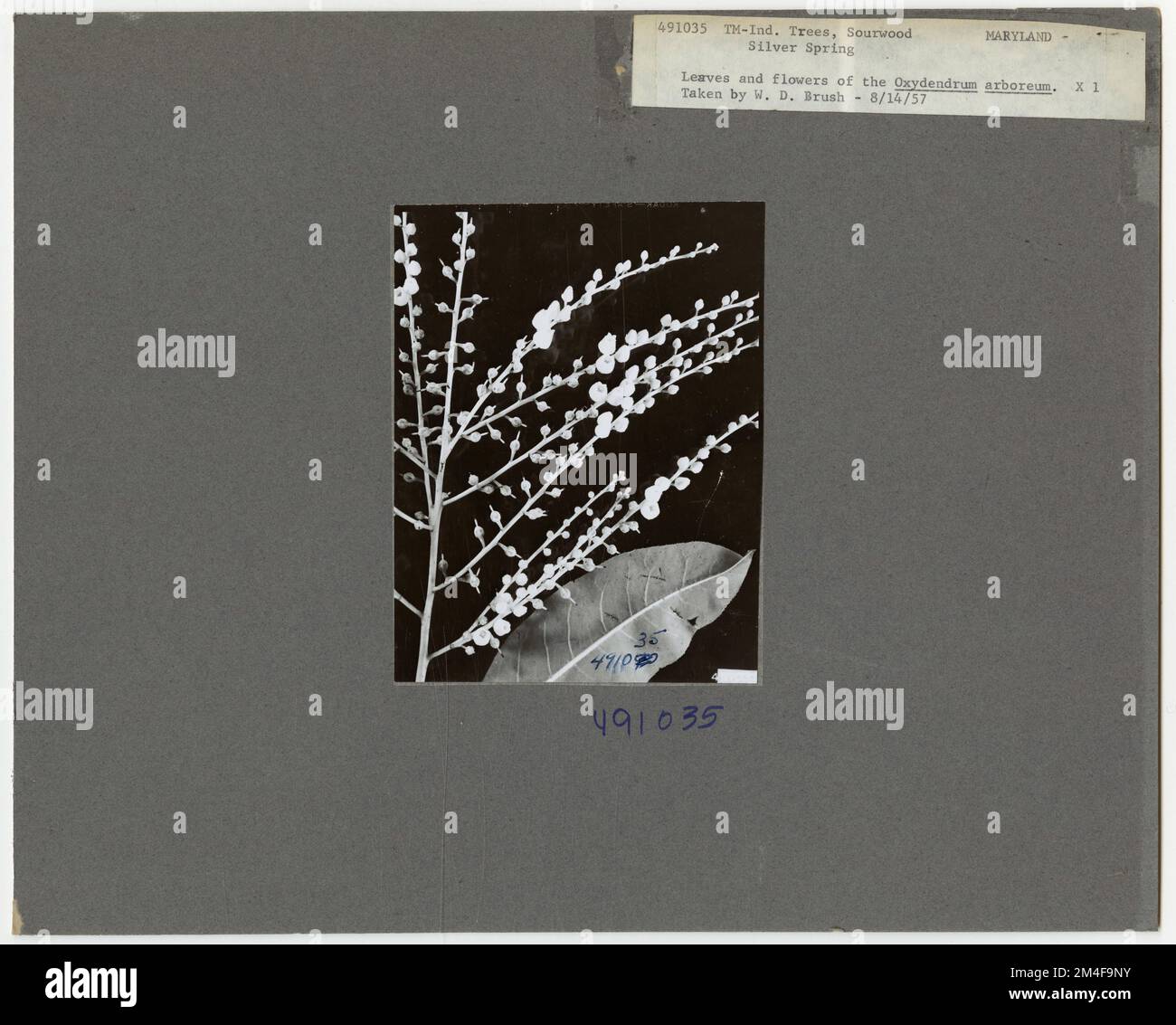 Tree Identification - Sourwood. Photographs Relating to National Forests, Resource Management Practices, Personnel, and Cultural and Economic History Stock Photo
