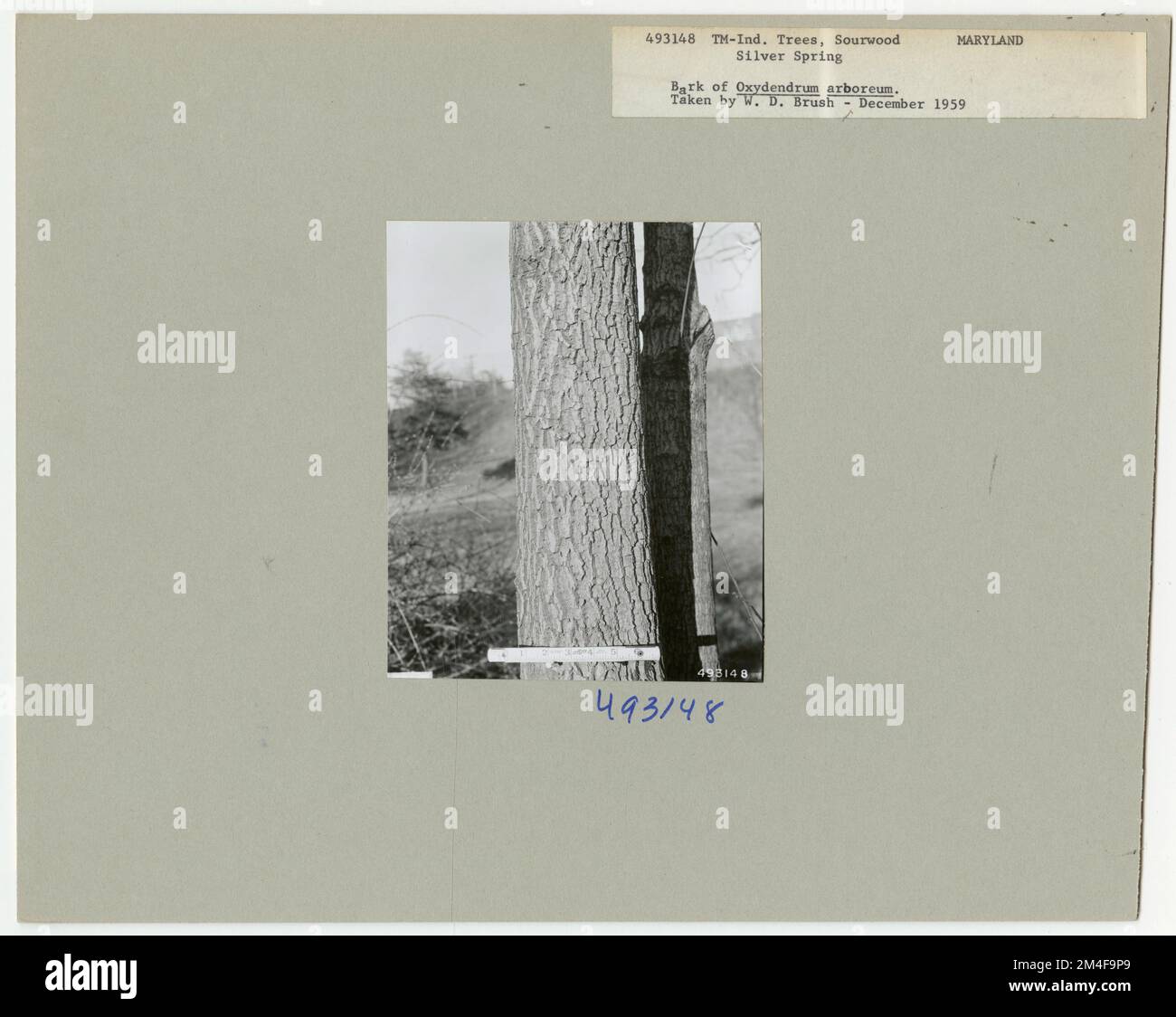 Tree Identification - Sourwood. Photographs Relating to National Forests, Resource Management Practices, Personnel, and Cultural and Economic History Stock Photo