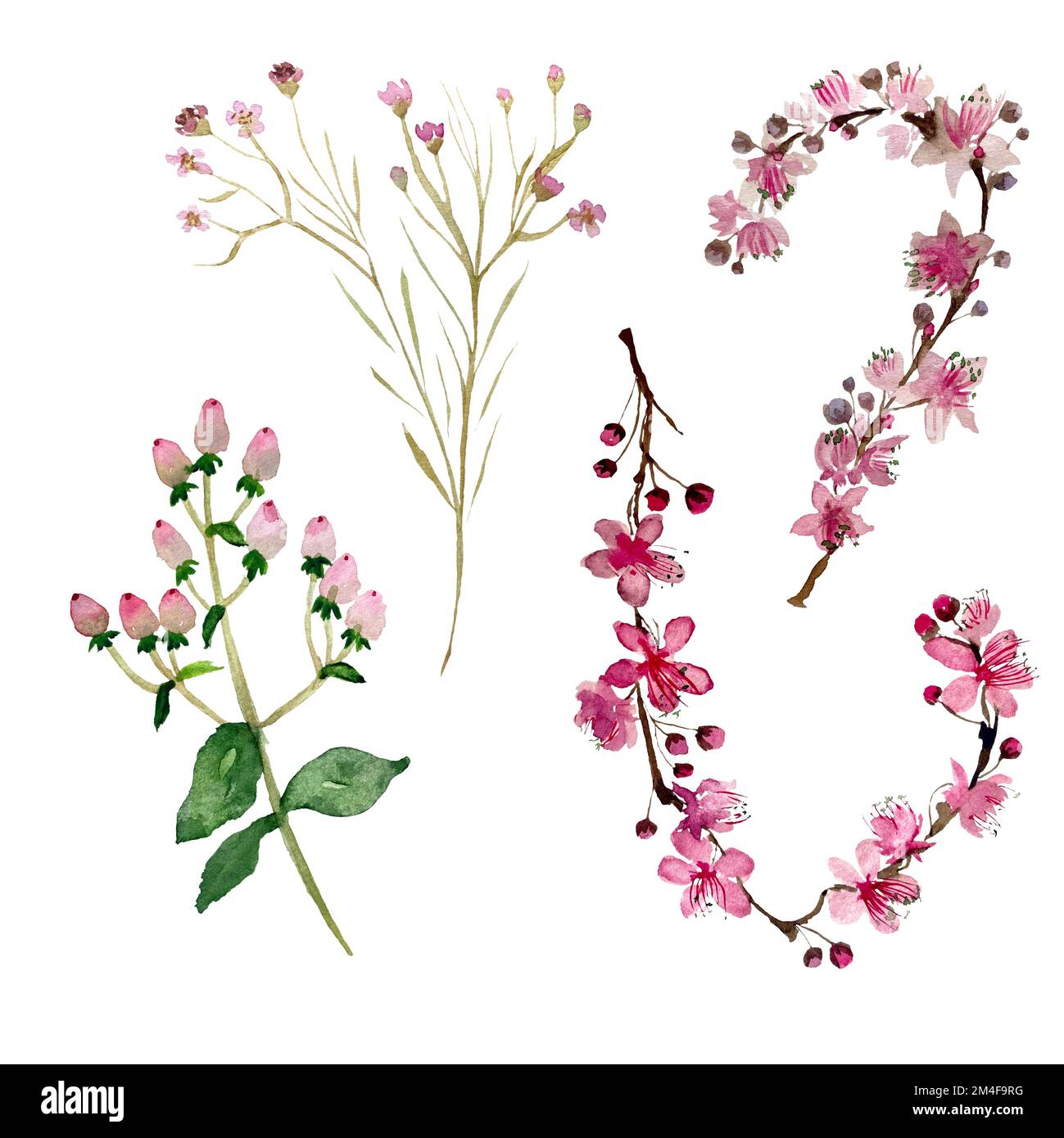 Pink flower branch sakura watercolor a sketch Stock Photo - Alamy