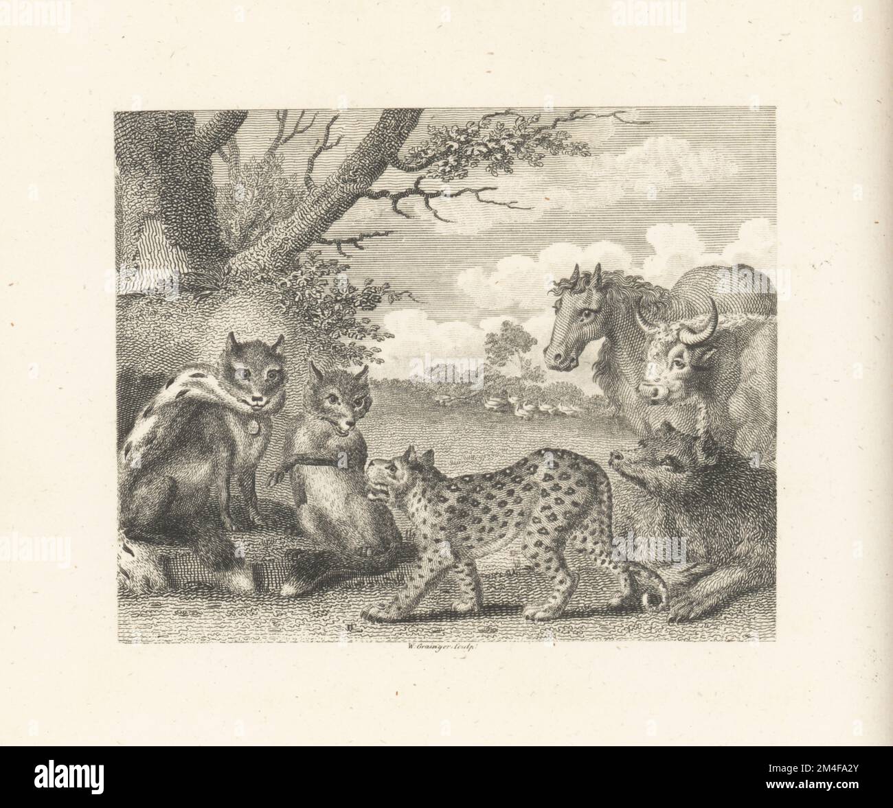 The Lion, the Fox and the Geese. A fox in ermine robe speaks at a parliament of animals after the retirement of the lion king. Leopard, horse, cow and hound pay their respects, but a goose complains of the tyranny of predators. Copperplate engraving by William Grainger after an illustration by John Wootton from Fables by John Gay, with a Life of the Author, John Stockdale, London, 1793. Stock Photo