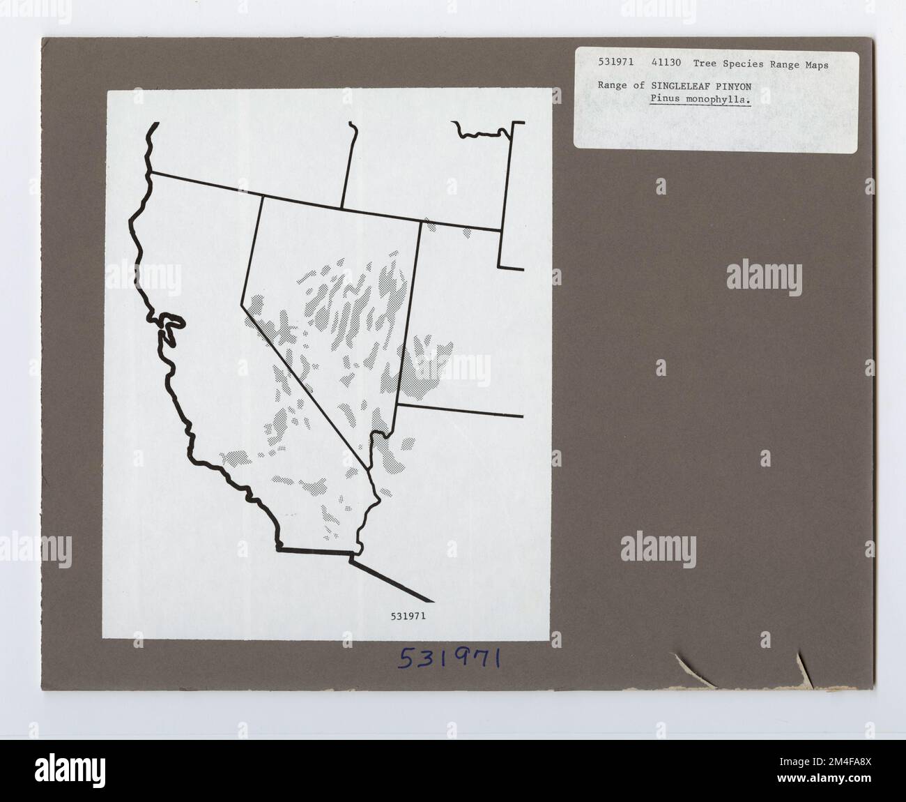 Tree Identification - Pinyon, Singleleaf. Photographs Relating to National Forests, Resource Management Practices, Personnel, and Cultural and Economic History Stock Photo