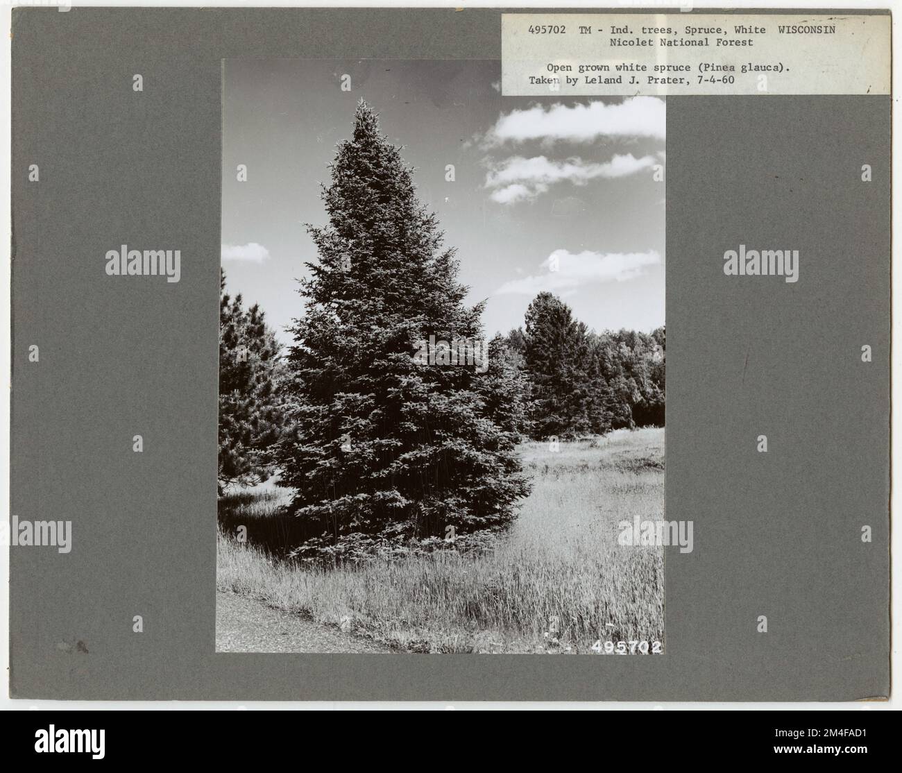 Tree Identification - Pine, Spruce. Photographs Relating to National ...
