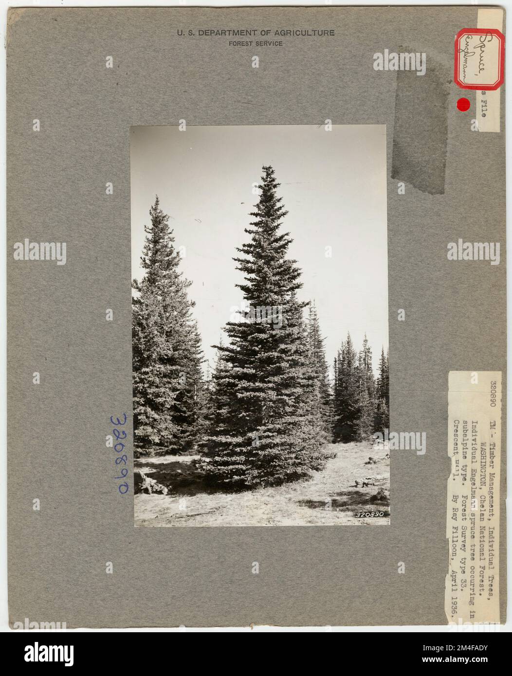 Tree Identification - Pine, Spruce. Photographs Relating to National ...