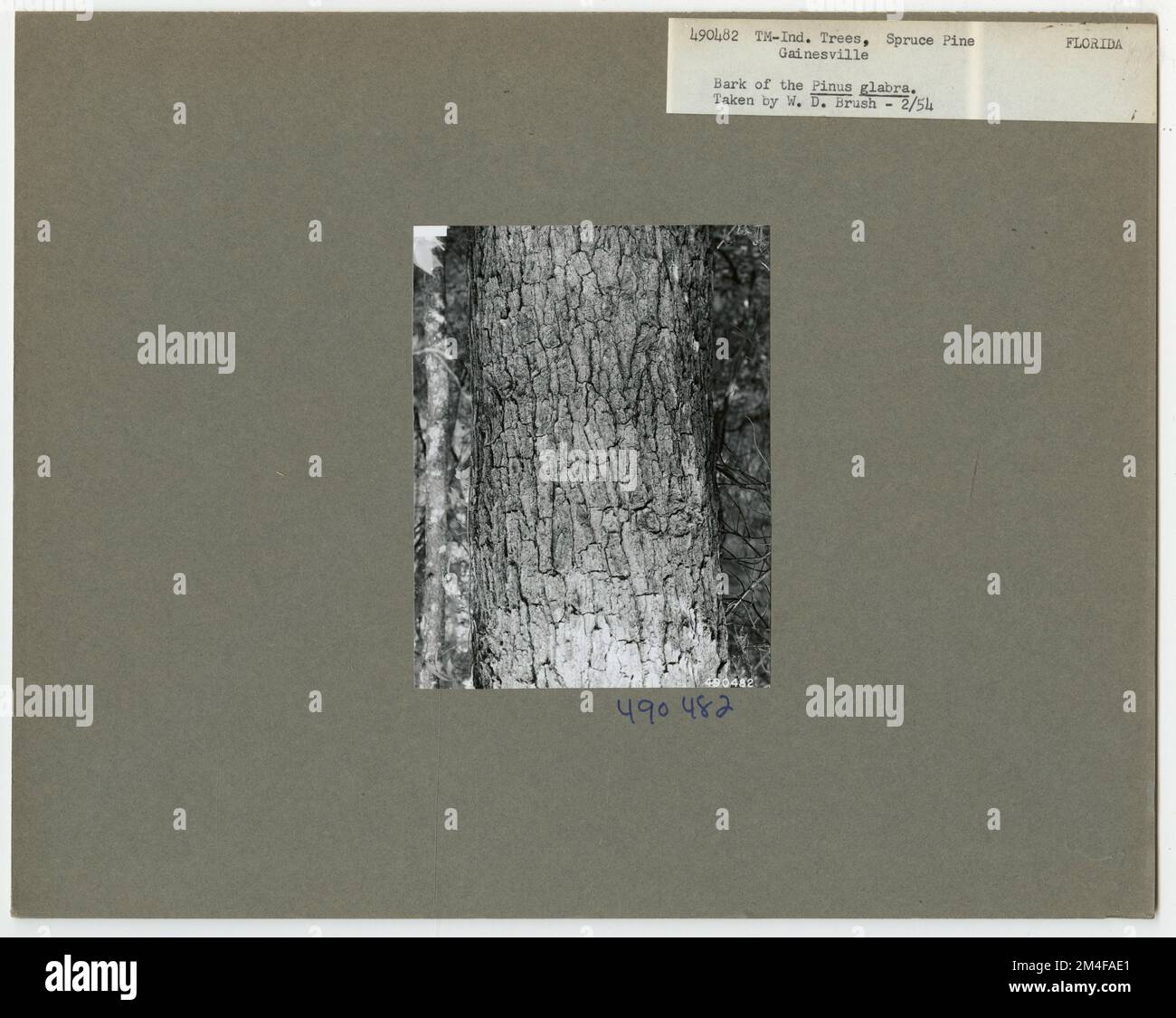 Tree Identification - Pine, Spruce. Photographs Relating to National ...