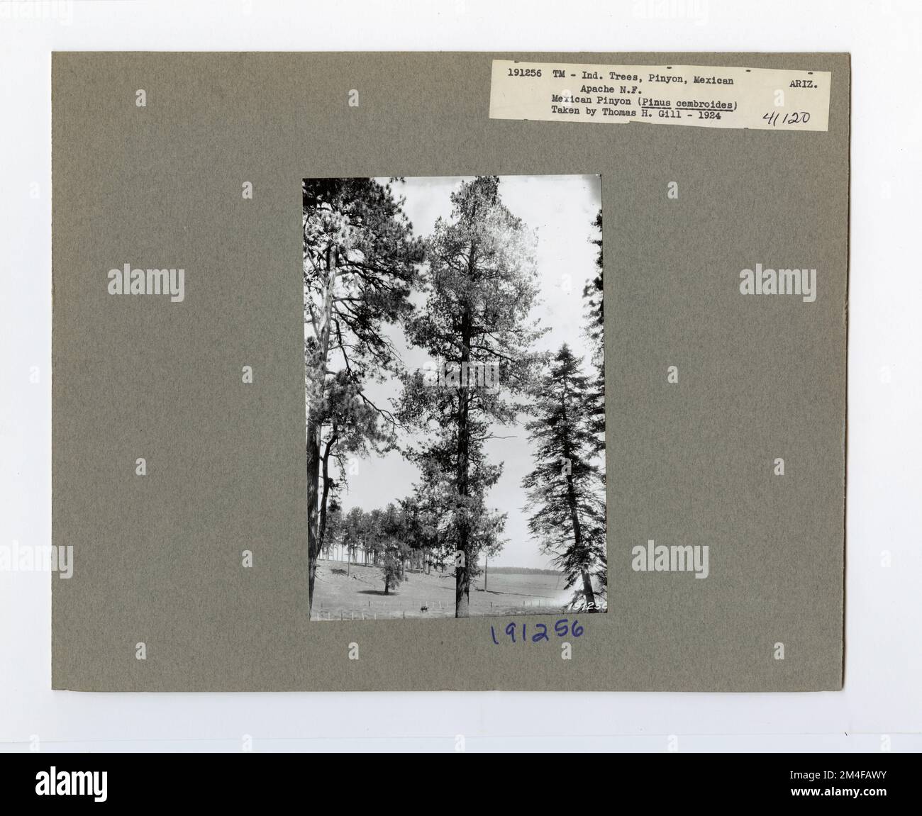 Tree Identification - Pine, Mexican Pinyon. Photographs Relating to National Forests, Resource Management Practices, Personnel, and Cultural and Economic History Stock Photo