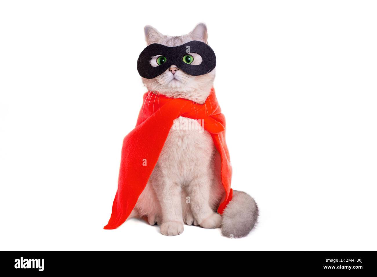 Cute white cat in a black mask and red cape on white blackground Stock