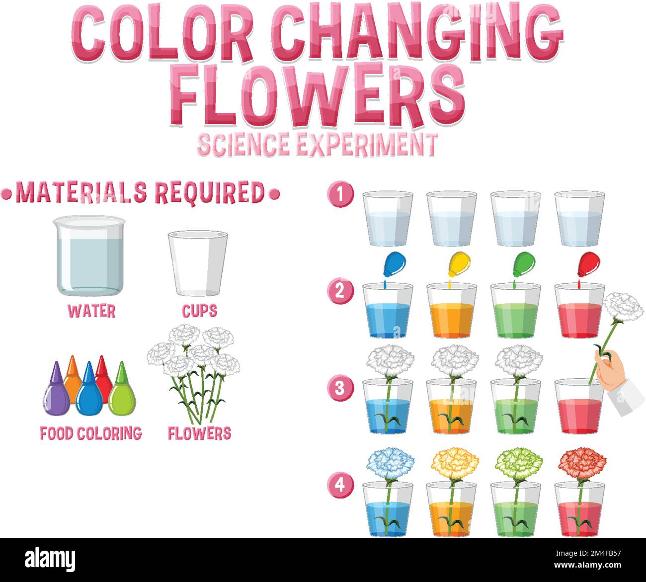 Color changing flowers science experiment illustration Stock Vector Image & Art Alamy