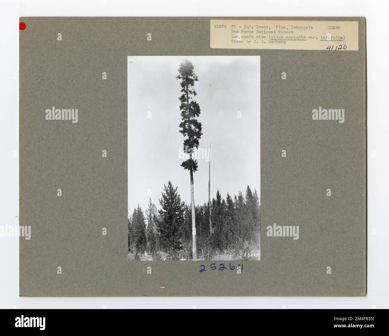 tree-identification-pine-lodgepole-photographs-relating-to-national