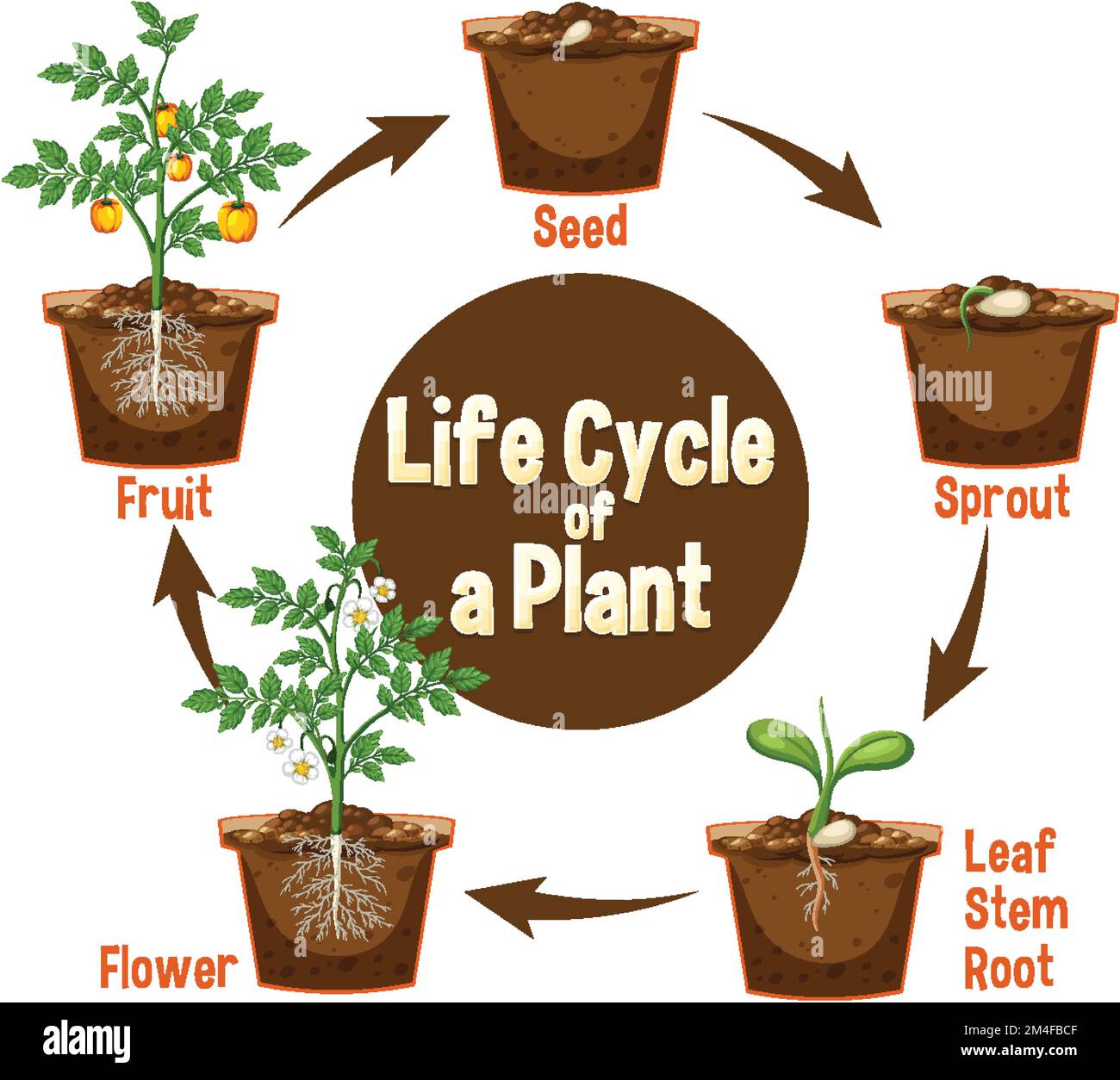 Life cycle of a plant diagram illustration Stock Vector Image & Art - Alamy