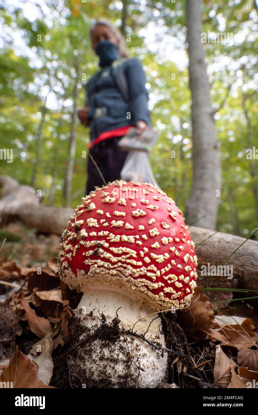 Mushroom Forager Trying To Identify Wild Mushrooms In The Forest With Identification Book