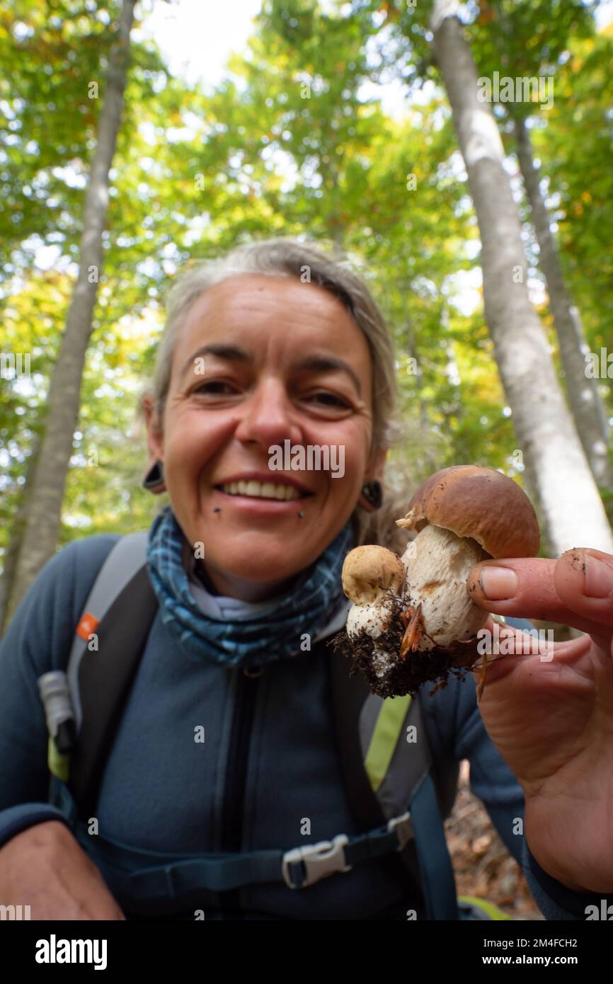 Mushroom forager trying to identify wild mushrooms in the forest with